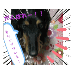 [LINEスタンプ] 美人犬こむぎ動くスタンプ