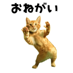 [LINEスタンプ] 動く！踊る猫ミーム！(パート4)