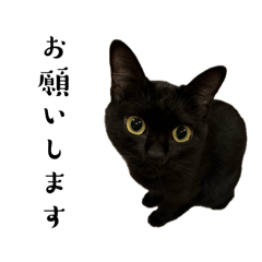 [LINEスタンプ] くろまめシンプル