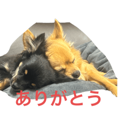 [LINEスタンプ] イチさんとハチくん