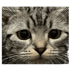 [LINEスタンプ] アメショのマーチの画像（メイン）