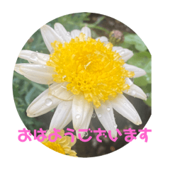 [LINEスタンプ] お花の敬語