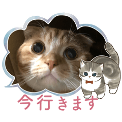 [LINEスタンプ] ねこちゃんのかわいいあいさつの画像（メイン）