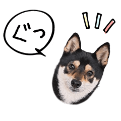 [LINEスタンプ] うちのコStamp No:2880