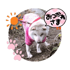 [LINEスタンプ] 動く白柴犬みかんとゆかいななかまたち