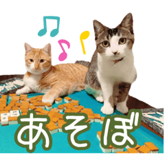 [LINEスタンプ] 猫カフェ坪井家