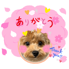 [LINEスタンプ] まるぷーのぷスタンプpart2の画像（メイン）