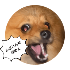 [LINEスタンプ] うちのポメラニアン こたろー1