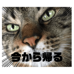 [LINEスタンプ] しゅうはぐ
