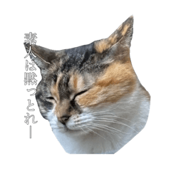 [LINEスタンプ] ねっこといっぬ(ほぼねっこ)