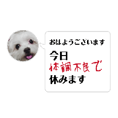 [LINEスタンプ] やっつけマルチーズのスタンプの画像（メイン）