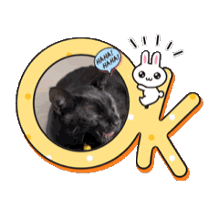 [LINEスタンプ] 黒猫ののあくんスタンプ