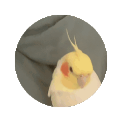 [LINEスタンプ] オト・オカメインコ(ルチノー)