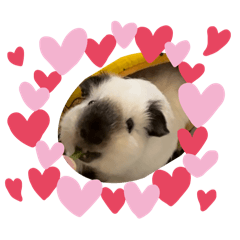 [LINEスタンプ] 癒しモルのジョニーとベネディクト