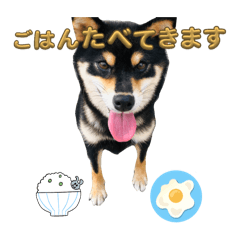 [LINEスタンプ] 毎日使える黒柴くぅちゃんスタンプ