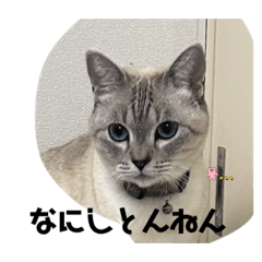 [LINEスタンプ] あさり※のりお